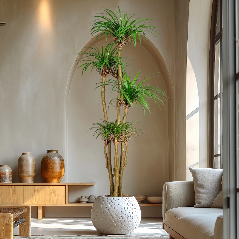 Indoor/Outdoor Home Tree Simul - Dracaena Marginata のレビューと価格