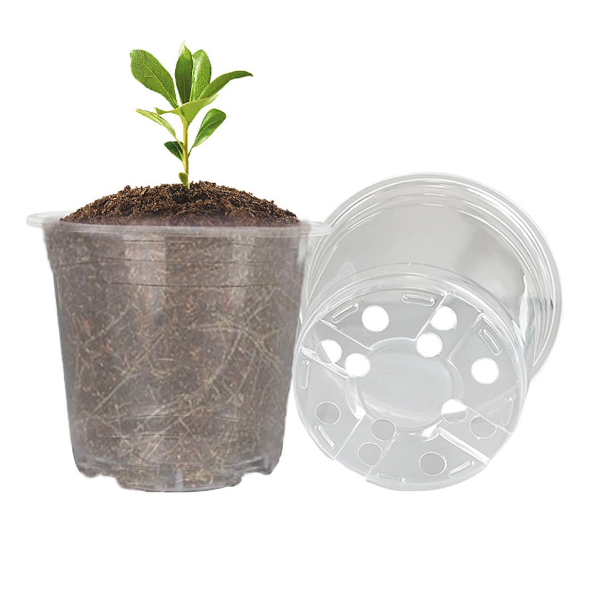 5Pcs 6/7.6/10/13/15cm Clear Ro - Aloe Vera Pot のレビューと価格
