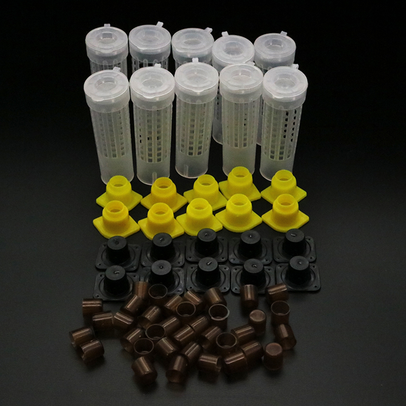 1 Set Bees Tools Cages King Qu - Begonia Rex のレビューと価格