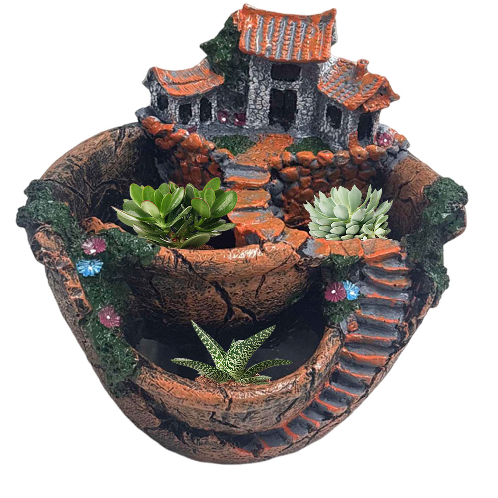 Succulent Pot Vintage Multi Po - Echeveria Succulent のレビューと価格