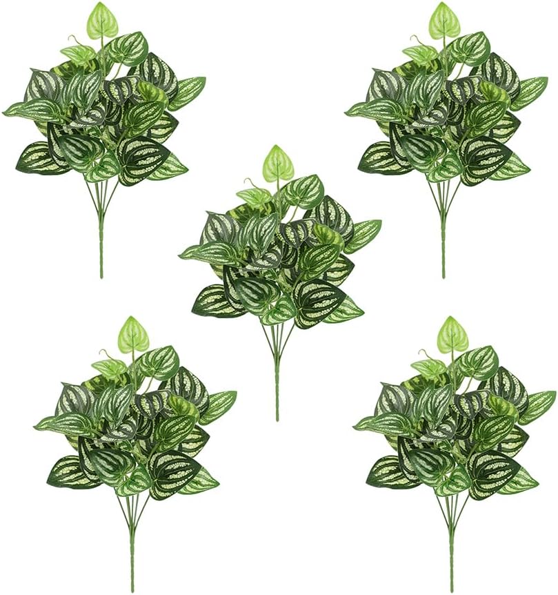 5Pcs Watermelon Peperomia Arti - Peperomia Watermelon のレビューと価格