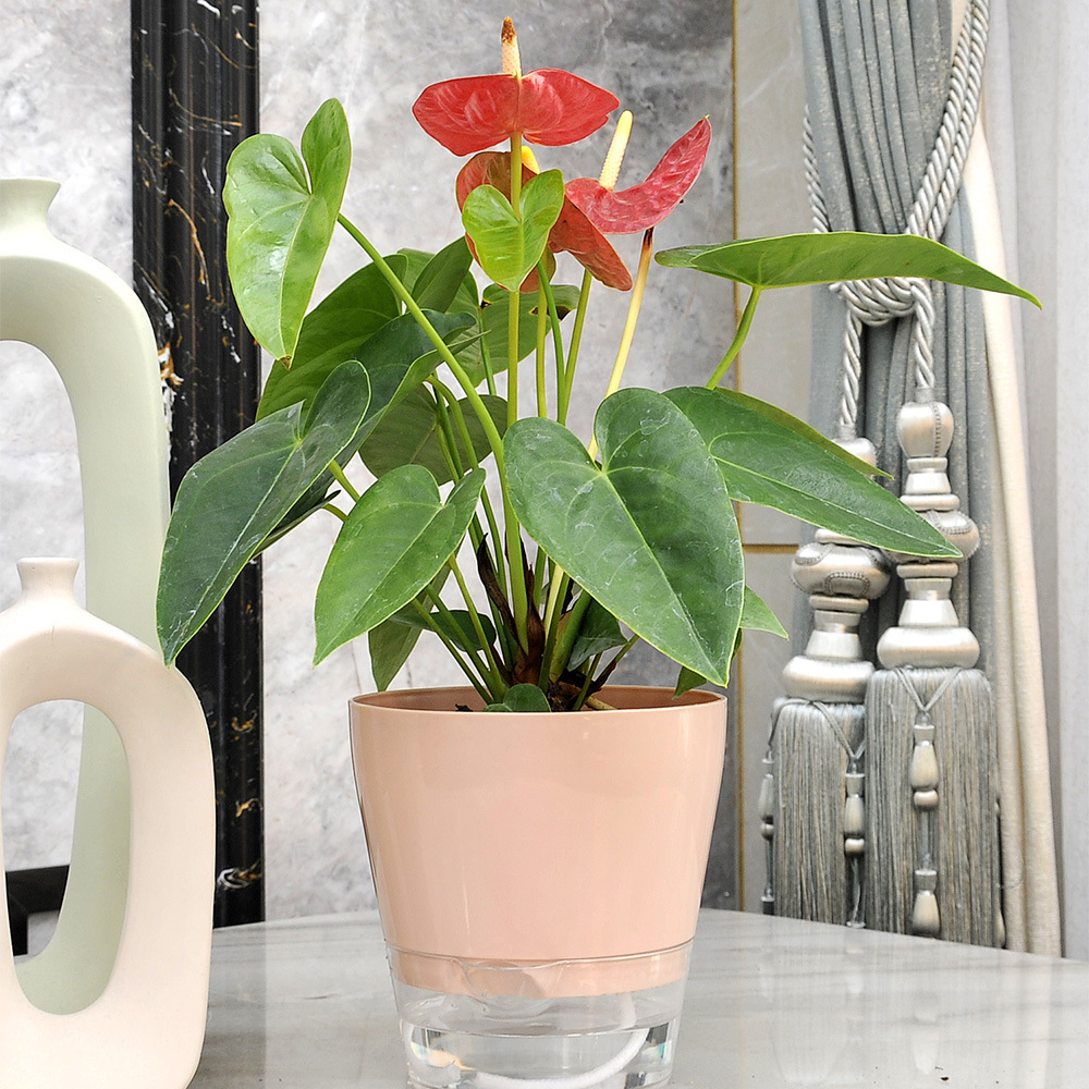 Lazy Flower with Drainage Hole - Aloe Vera Pot のレビューと価格