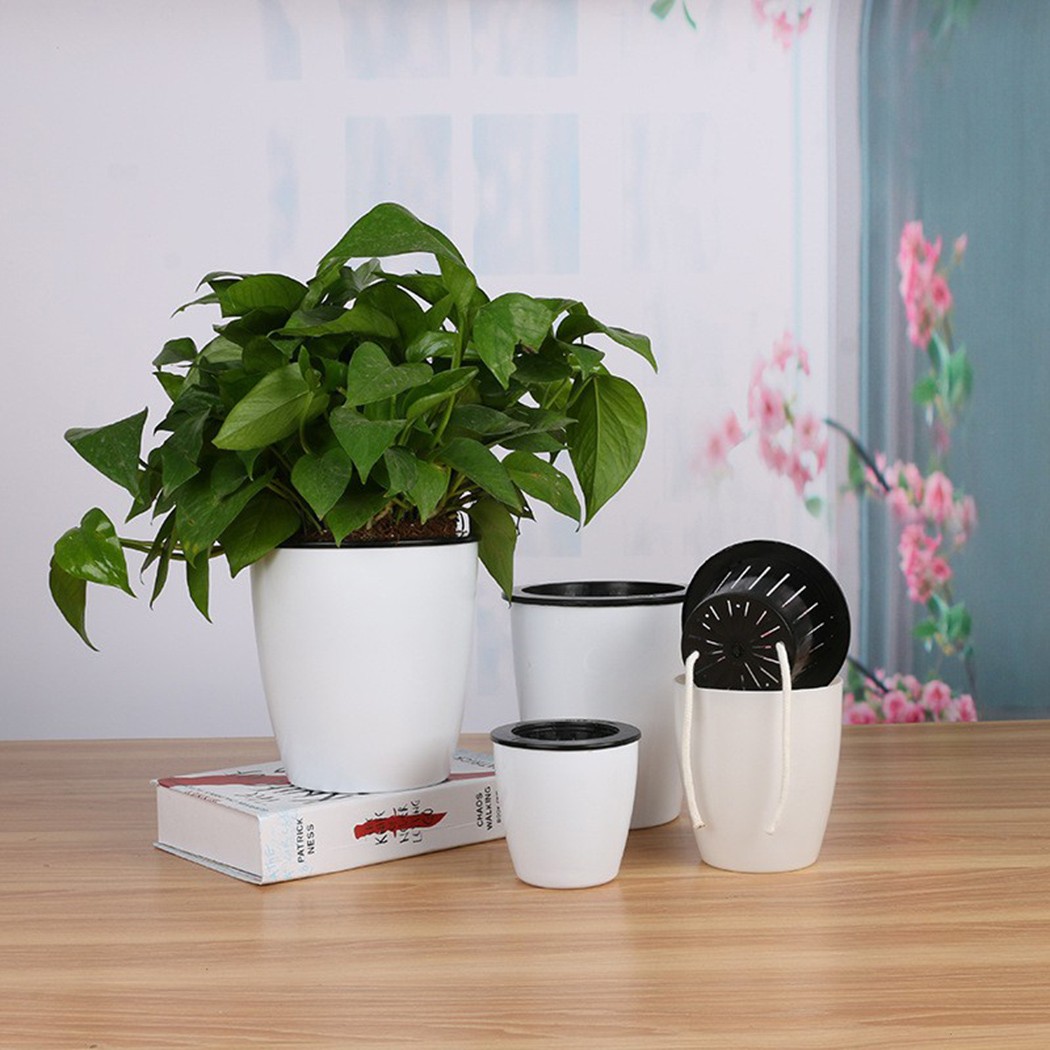 Automatic Watering Flower Plan - Aloe Vera Pot のレビューと価格