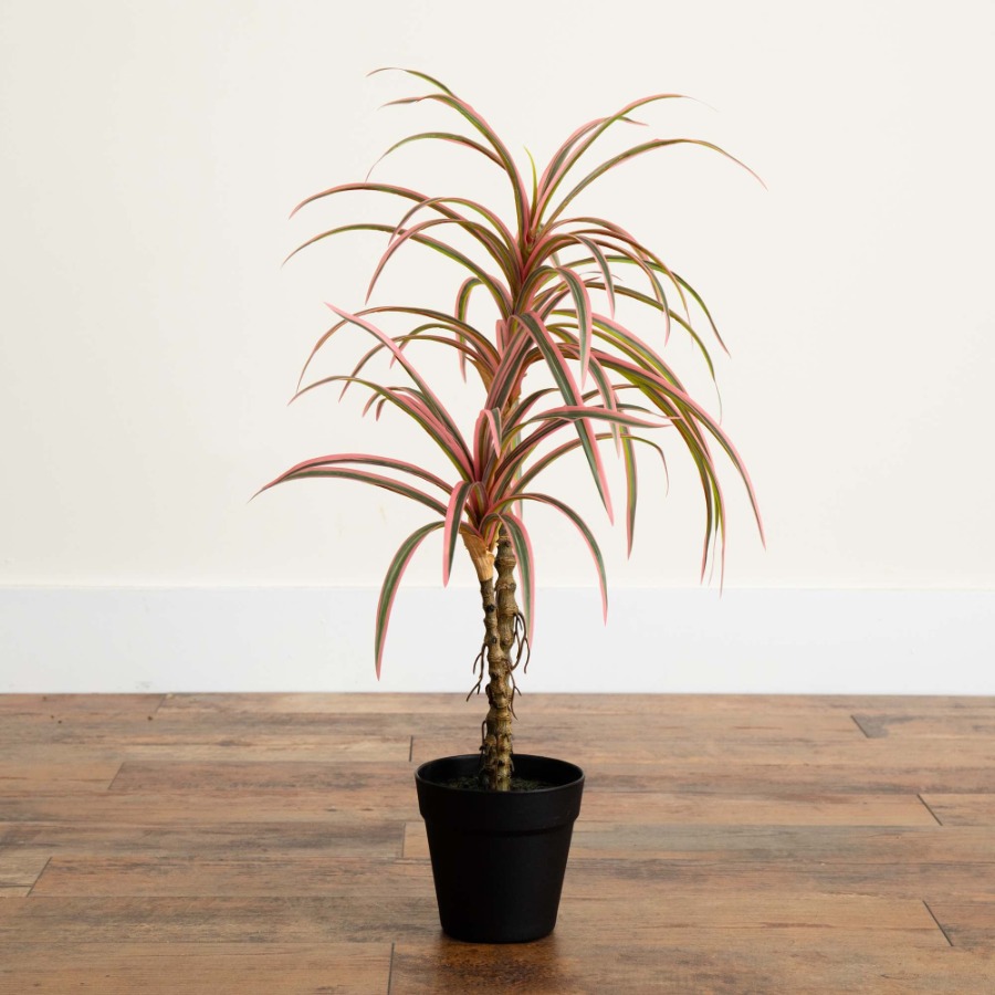 Dracaena Marginata Artificial  - Dracaena Marginata のレビューと価格