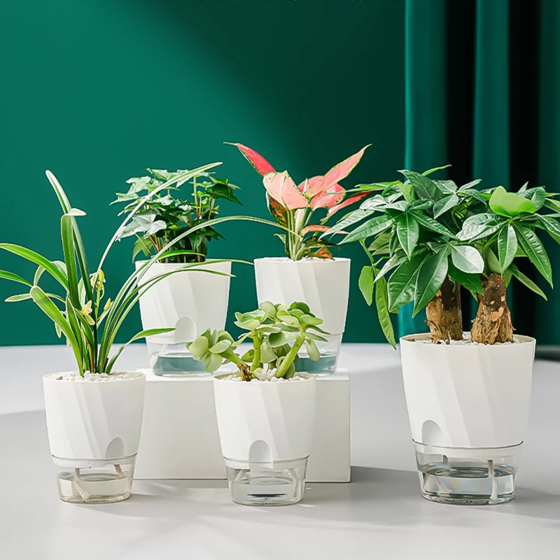 Lazy Hydroponic Flower Pot Aut - Aloe Vera Pot のレビューと価格