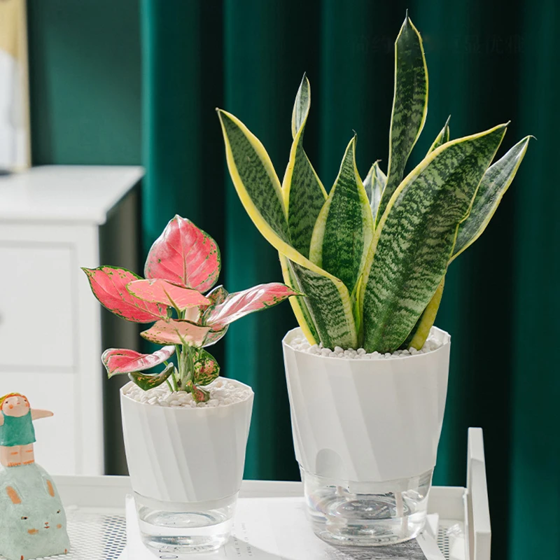 Lazy Hydroponic Flower Pot Aut - Aloe Vera Pot のレビューと価格