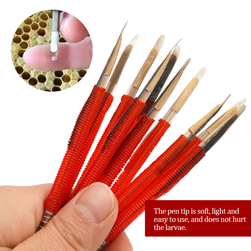5/10Pcs Beekeeping Grafting To - Begonia Rex のレビューと価格