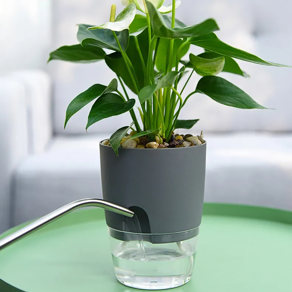 Transparent Double Layer Plast - Aloe Vera Pot のレビューと価格