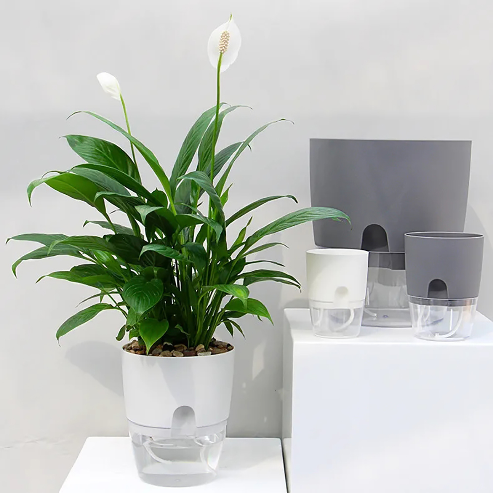 Transparent Double Layer Plast - Aloe Vera Pot のレビューと価格