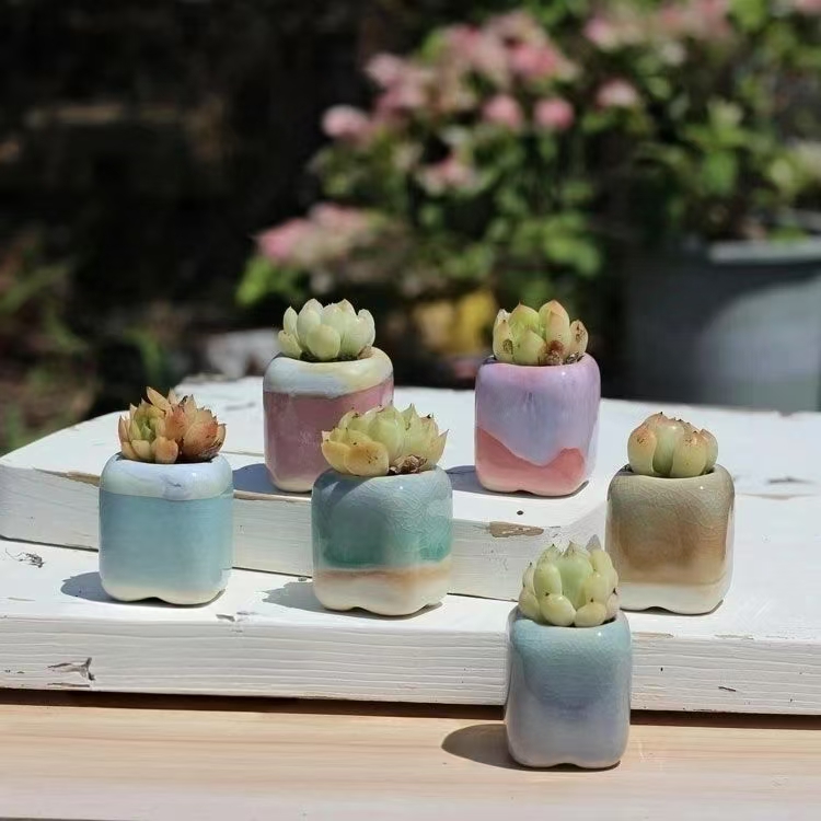 6Pcs Mini Flowerpot Succulents - Echeveria Succulent のレビューと価格
