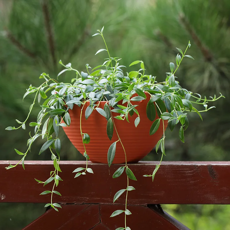 Plastic hanging basket flower  - Spider Plant Hanging のレビューと価格